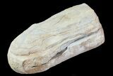 Fossil Horsetail (Annularia) - Mazon Creek #68910-1